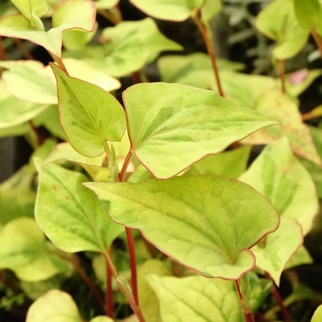 Houttuynia cordata - Coriandre des bois