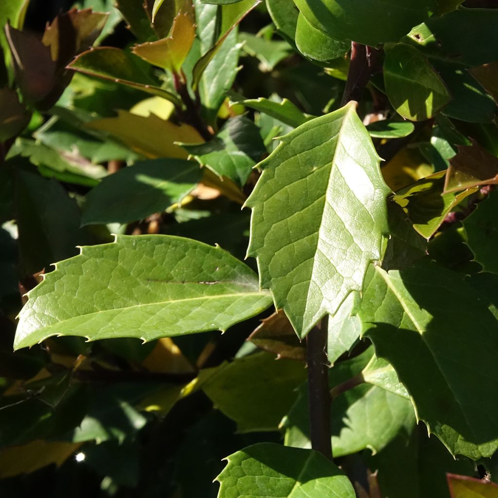 Houx américain mâle - Ilex meserveae Heckenblau
