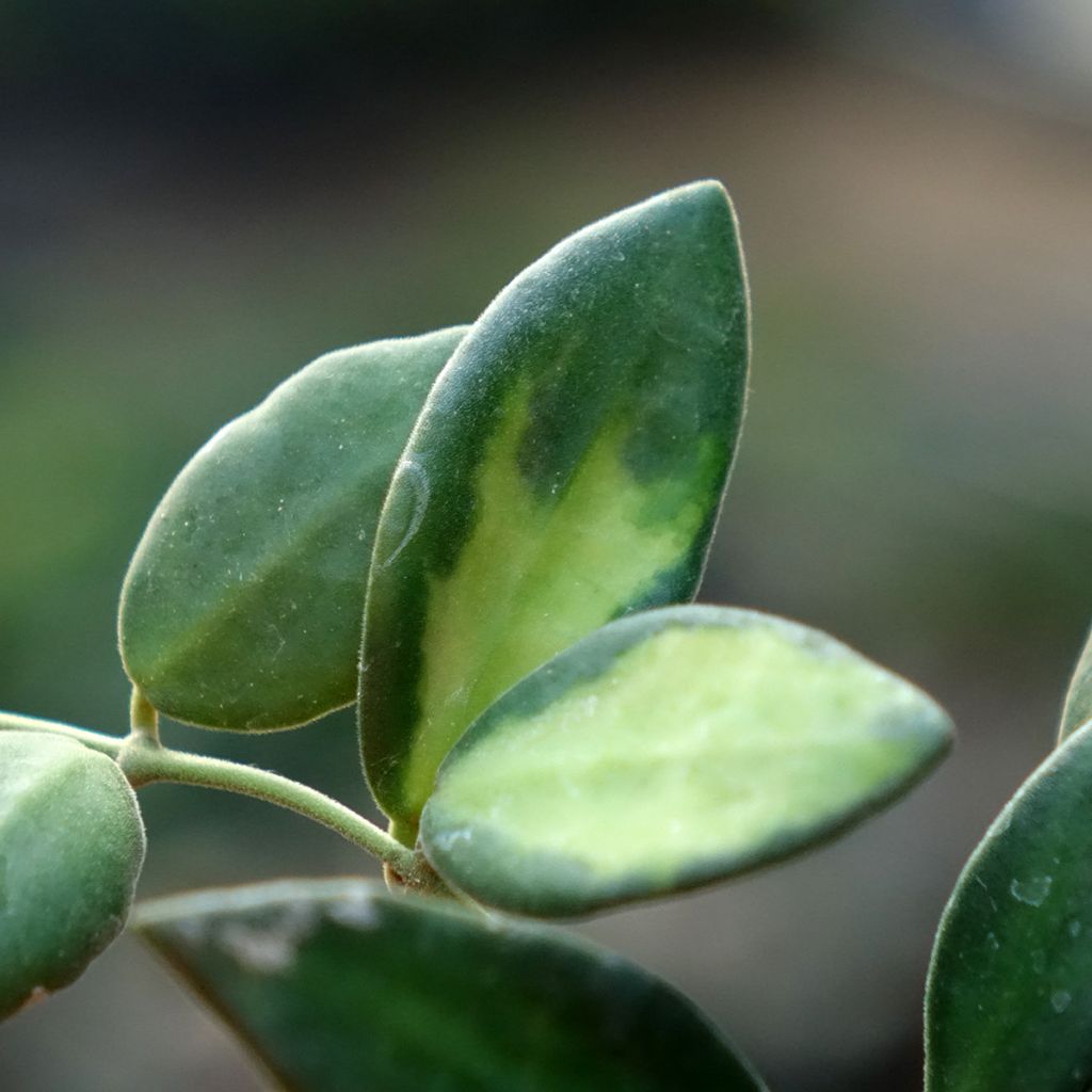 Hoya burtoniae Variegata - Fleur de porcelaine