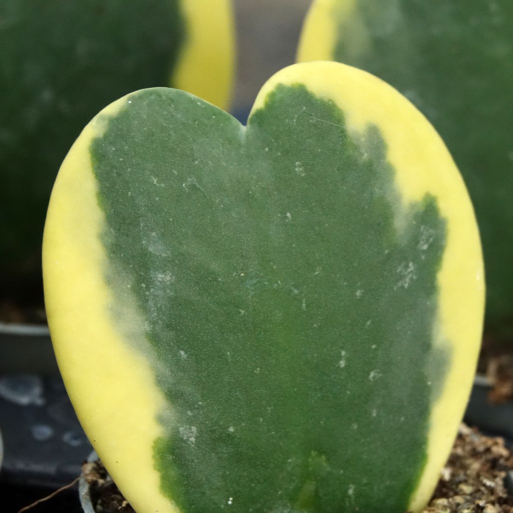 Hoya kerrii Variegata - Plante-coeur panachée