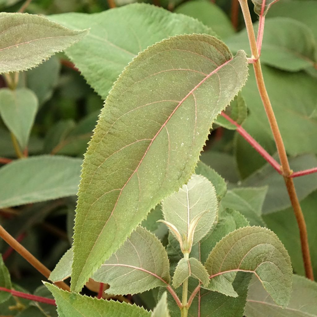 Hydrangea aspera Hot Chocolate - Hortensia brun 