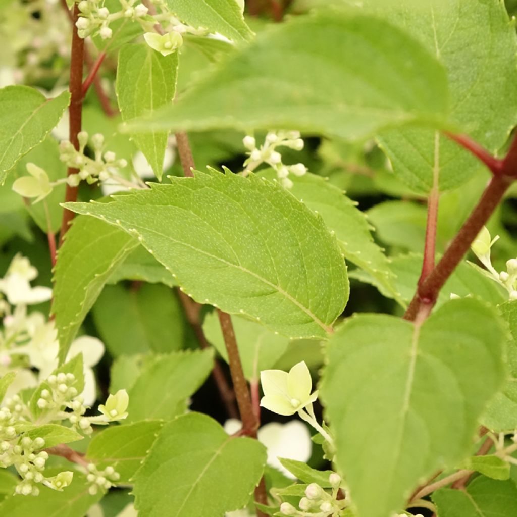 Hydrangea paniculata Dentelle de Gorron - Hortensia paniculé