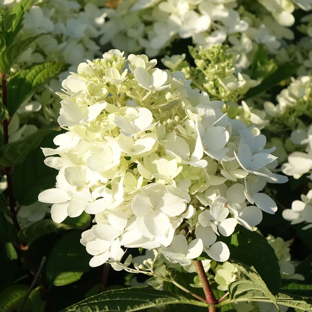 Hydrangea paniculata Fire Light - Hortensia paniculé