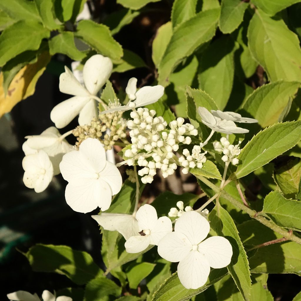 Hydrangea paniculata Levana - Hortensia paniculé