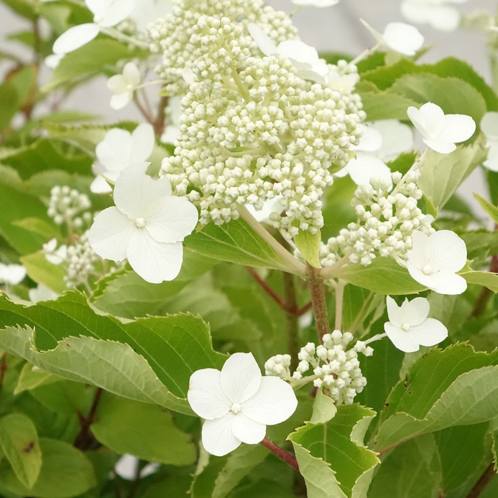 Hydrangea paniculata Levana - Hortensia paniculé