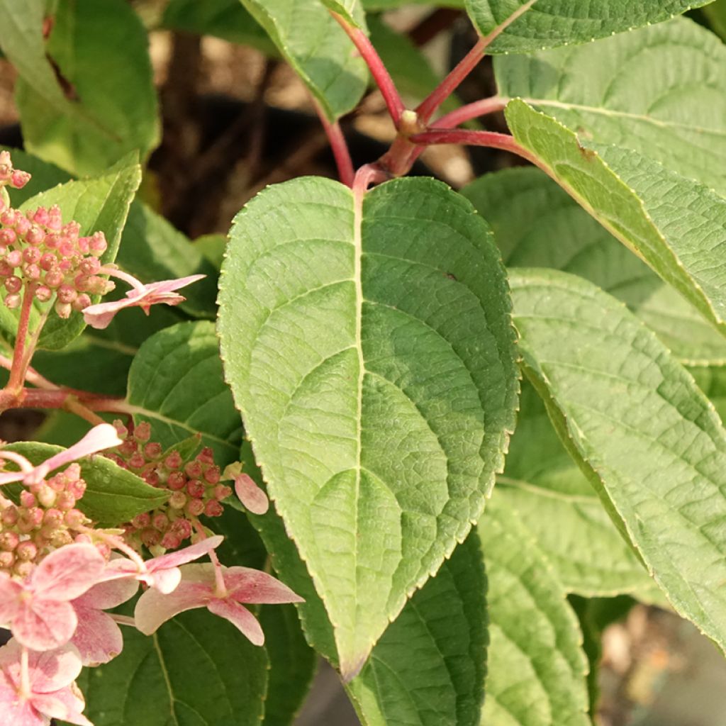 Hydrangea paniculata Polestar - Hortensia paniculé