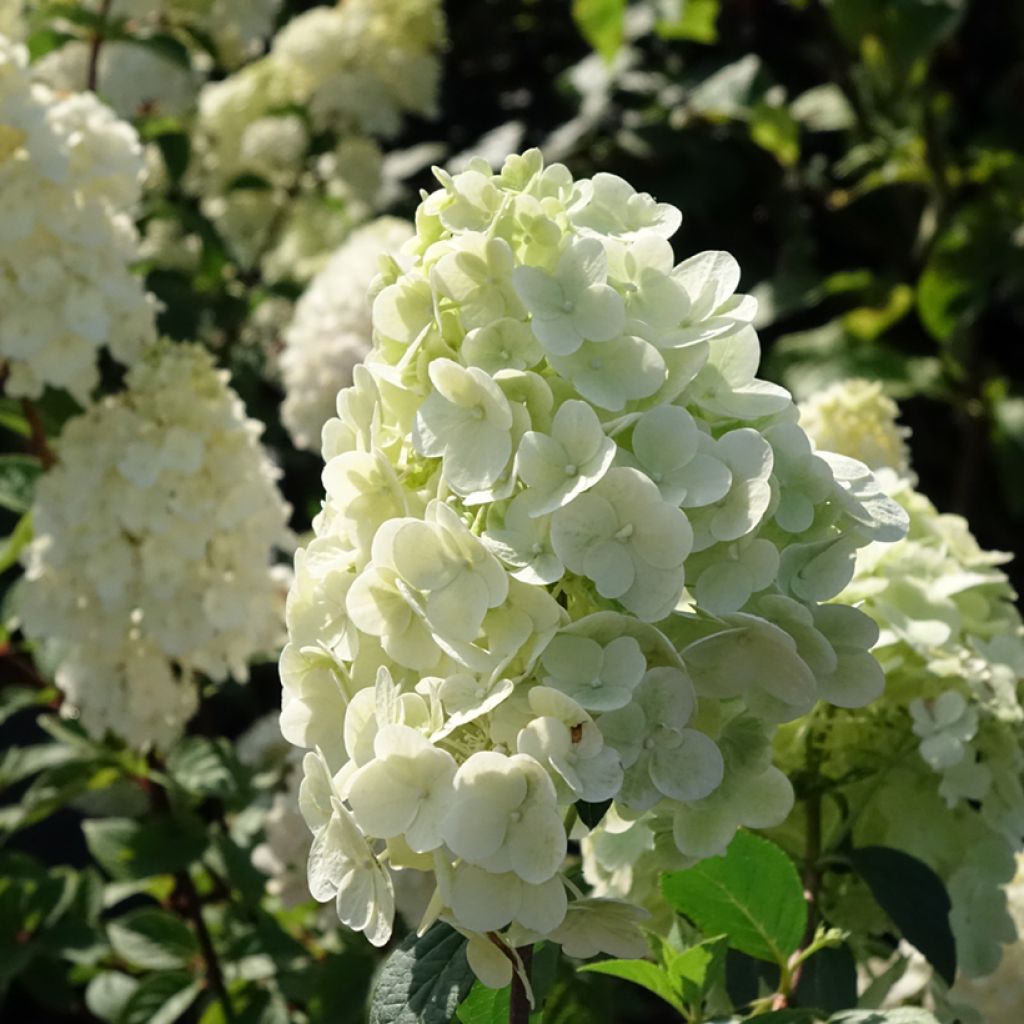 Hydrangea paniculata Sundae Fraise - Hortensia paniculé rose
