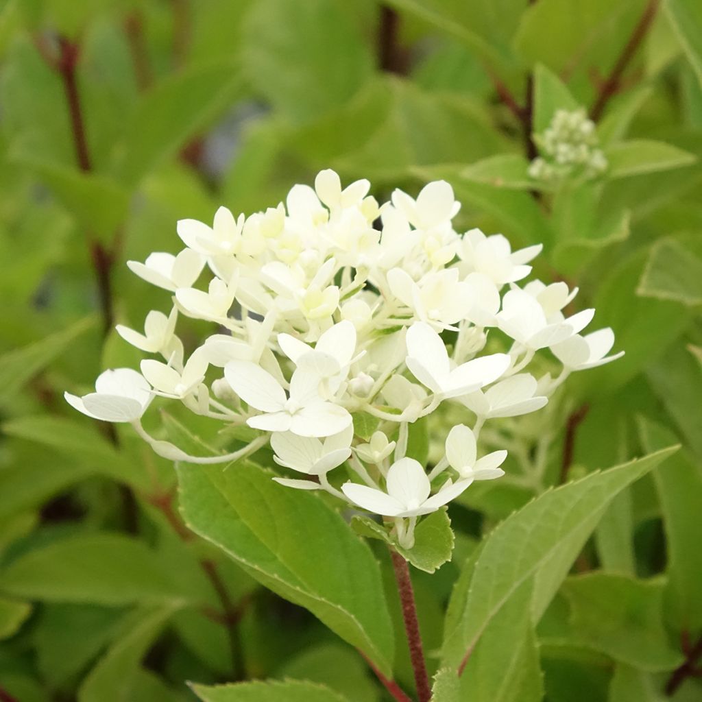 Hydrangea paniculata Unique - Hortensia paniculé