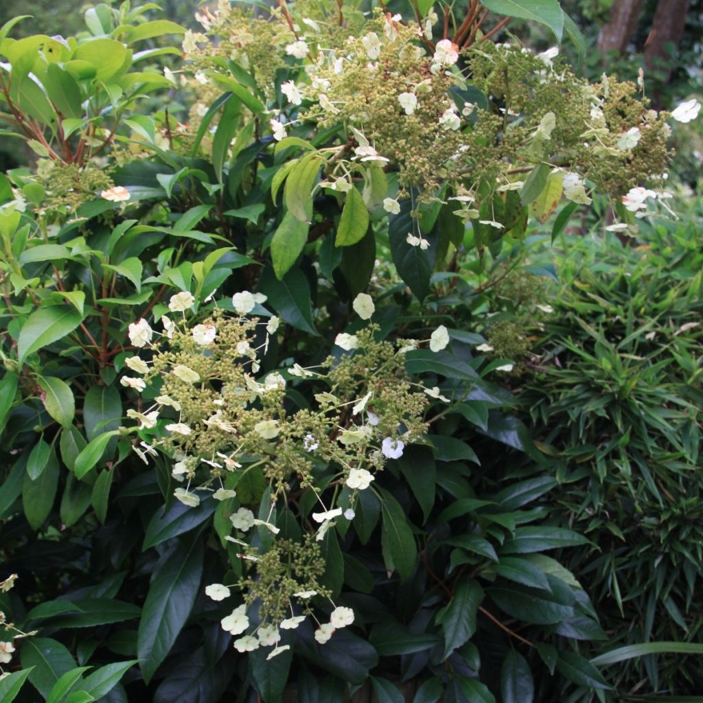 Hortensia grimpant - Hydrangea seemanii