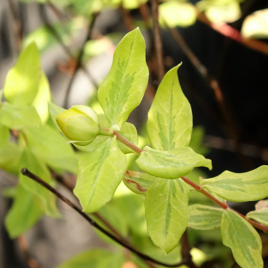 Hypericum (x) moserianum Little Misstery - Millepertuis de Moser 