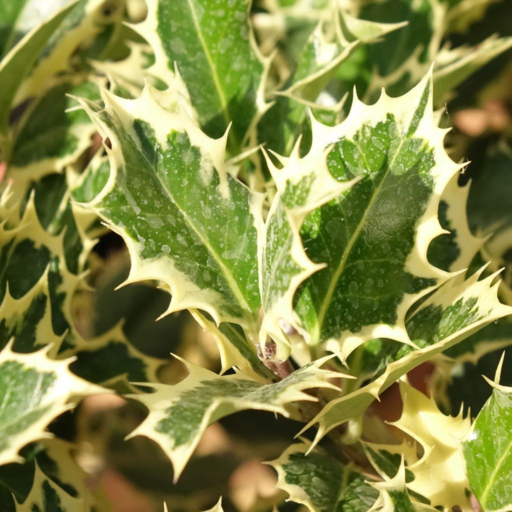 Ilex aquifolium Silver Queen - Houx panaché
