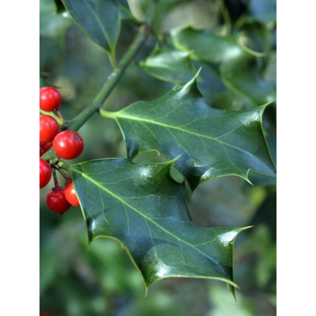 Houx commun - Ilex aquifolium