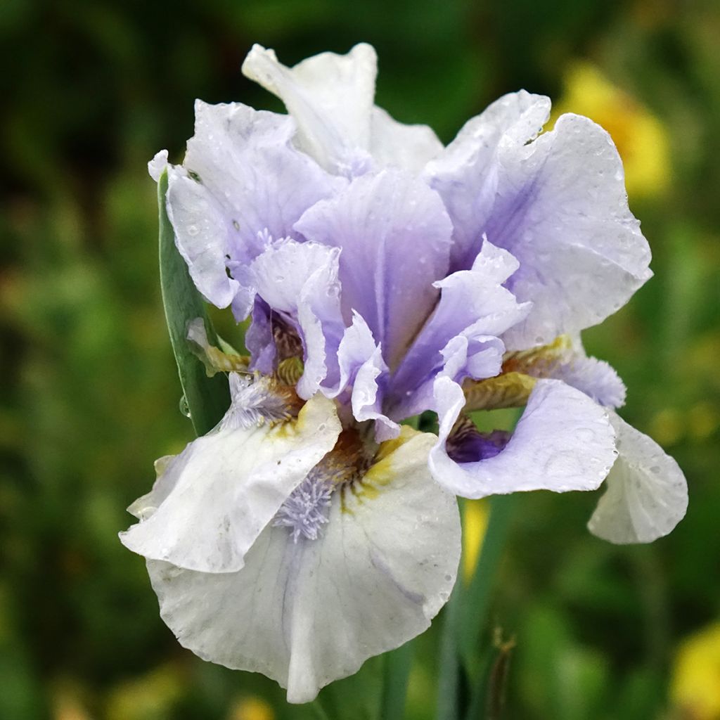 Iris Big Blue Eyes - Iris des Jardins Lilliput