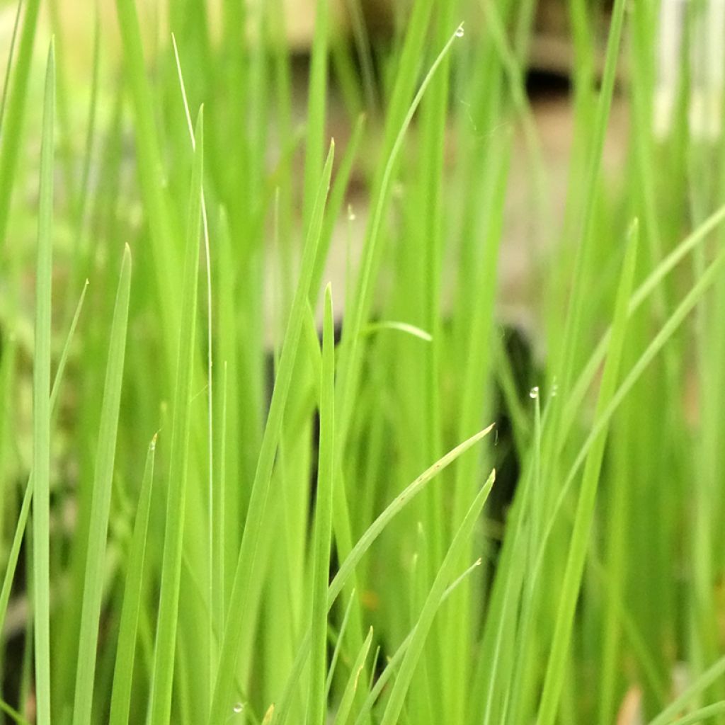 Iris bulleyana
