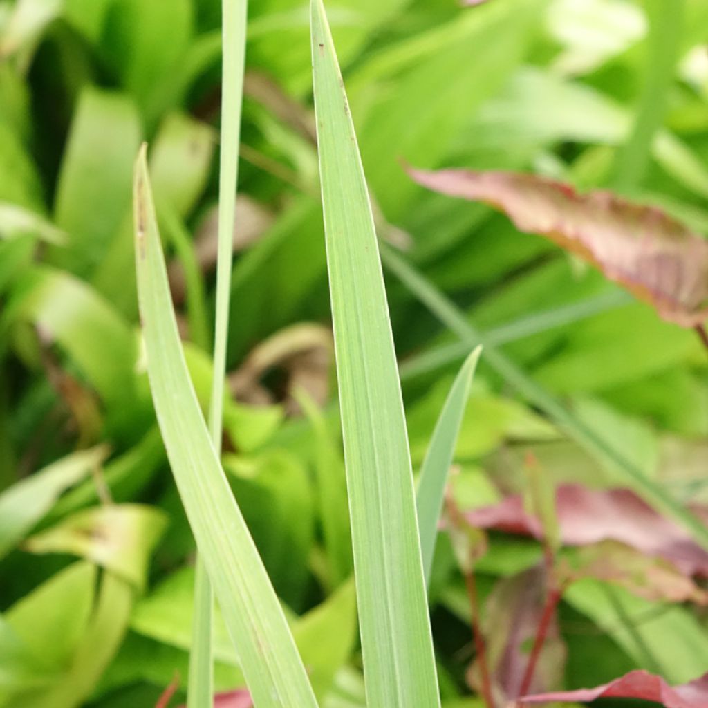 Iris du Japon - Iris ensata Amethyst