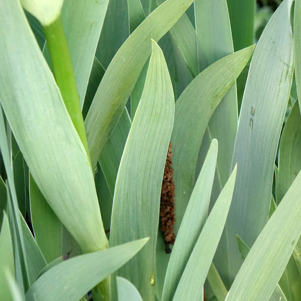 Iris germanica Accent Variegata - Iris des Jardins