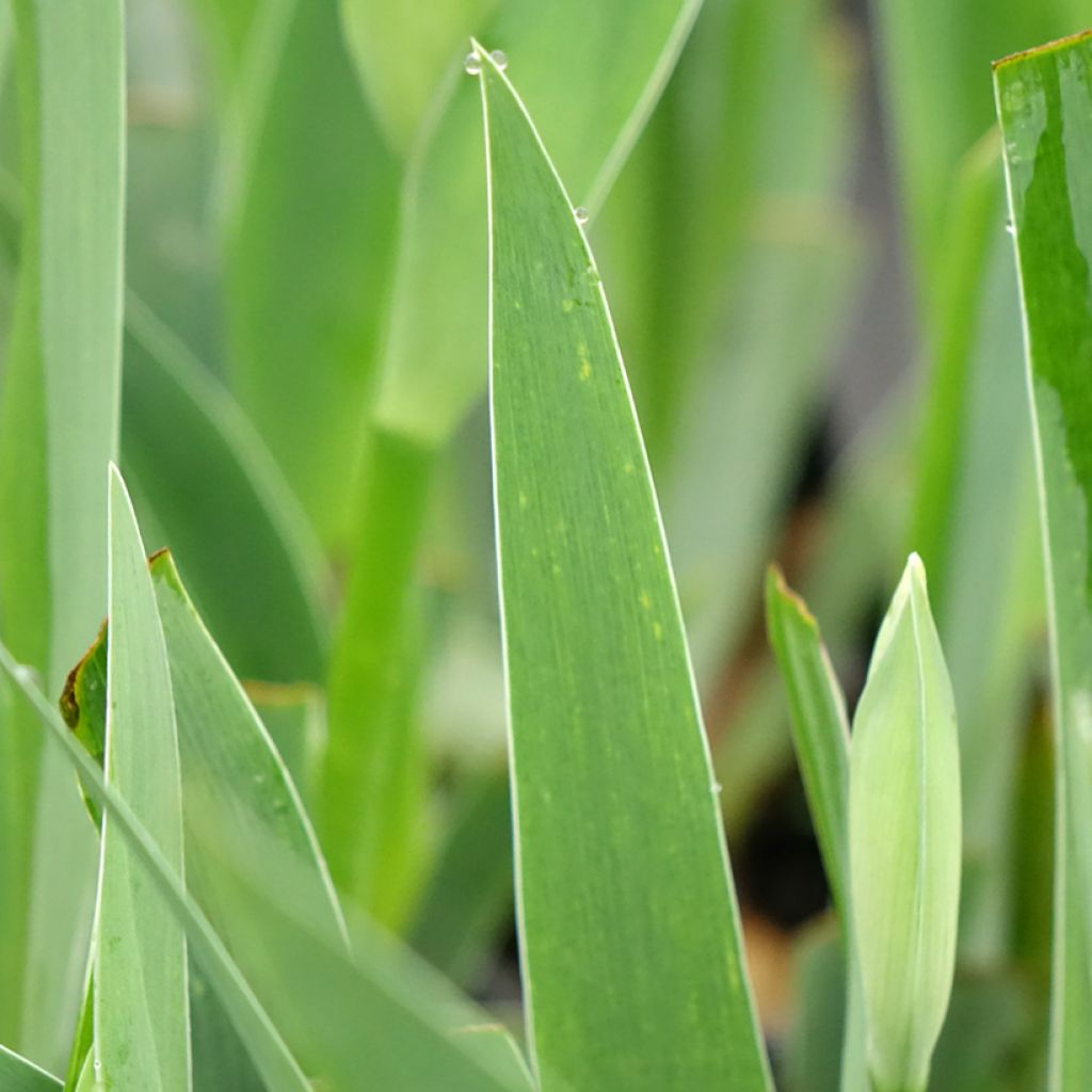 Iris germanica Arpège - Iris des Jardins