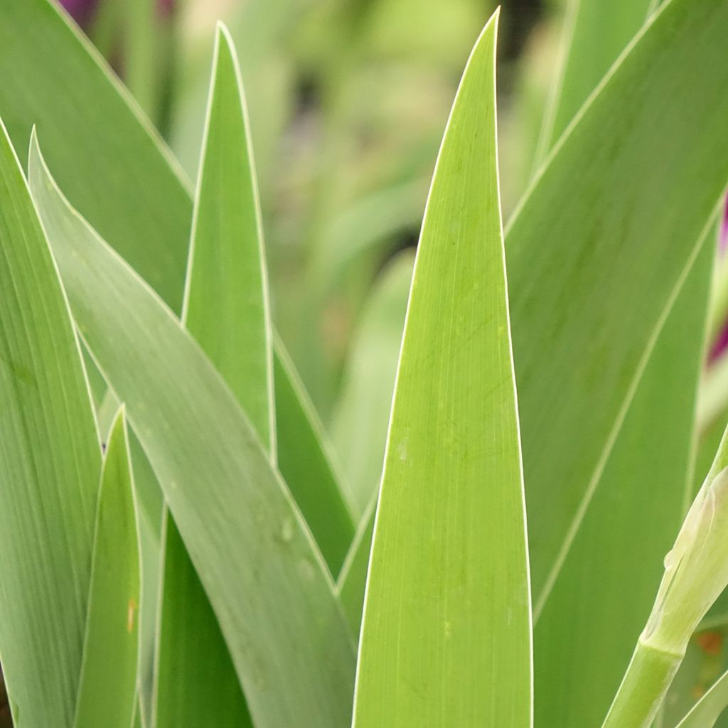 Iris germanica Bébé Rose - Iris de bordure