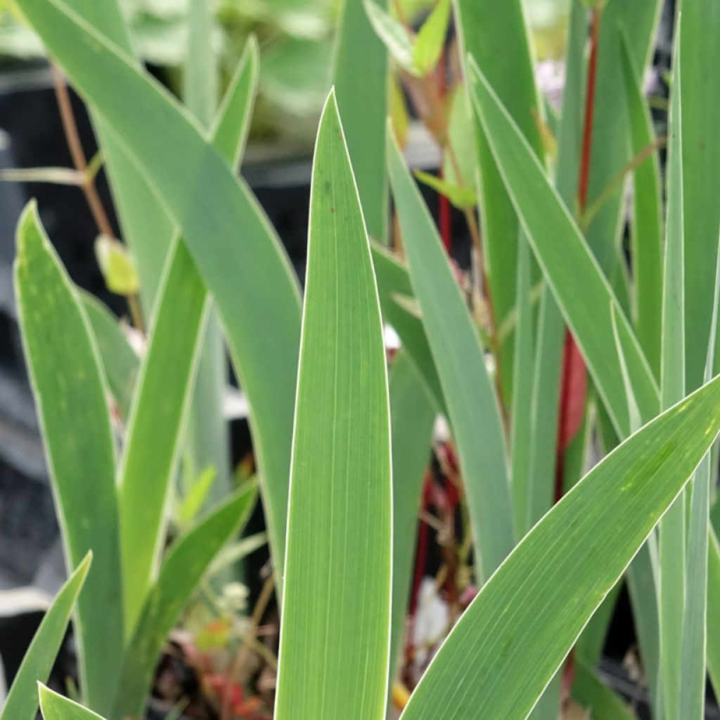 Iris germanica Dutch Chocolate - Iris des Jardins 