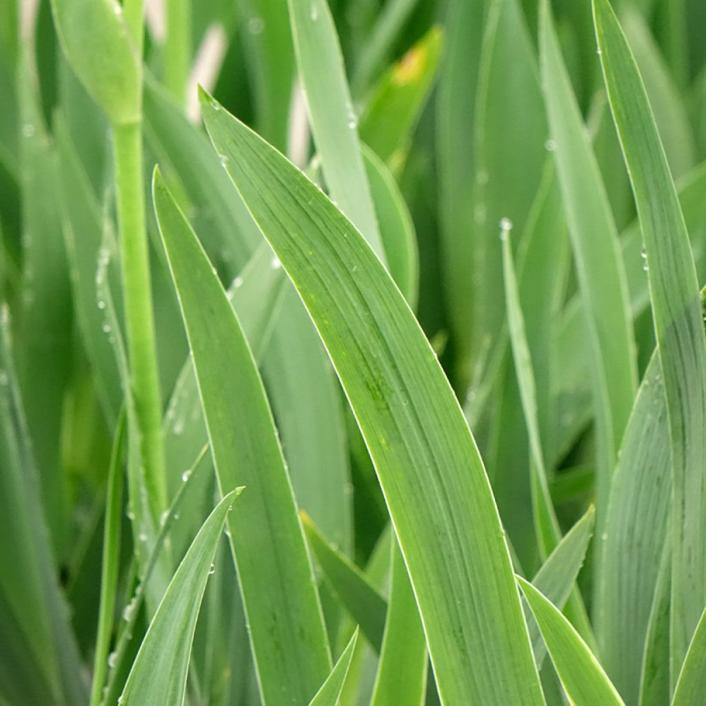 Iris germanica En Ebullition - Iris de Bordure