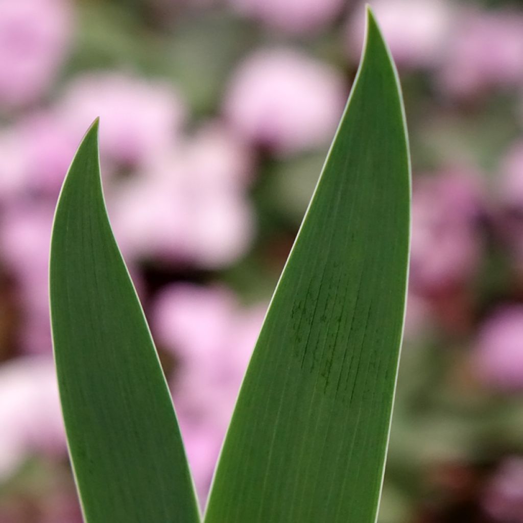 Iris germanica Inferno - Iris des Jardins 