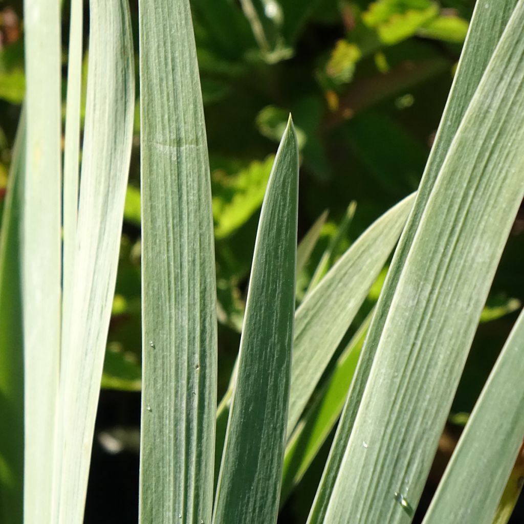 Iris germanica Marron Chaud - Iris des Jardins