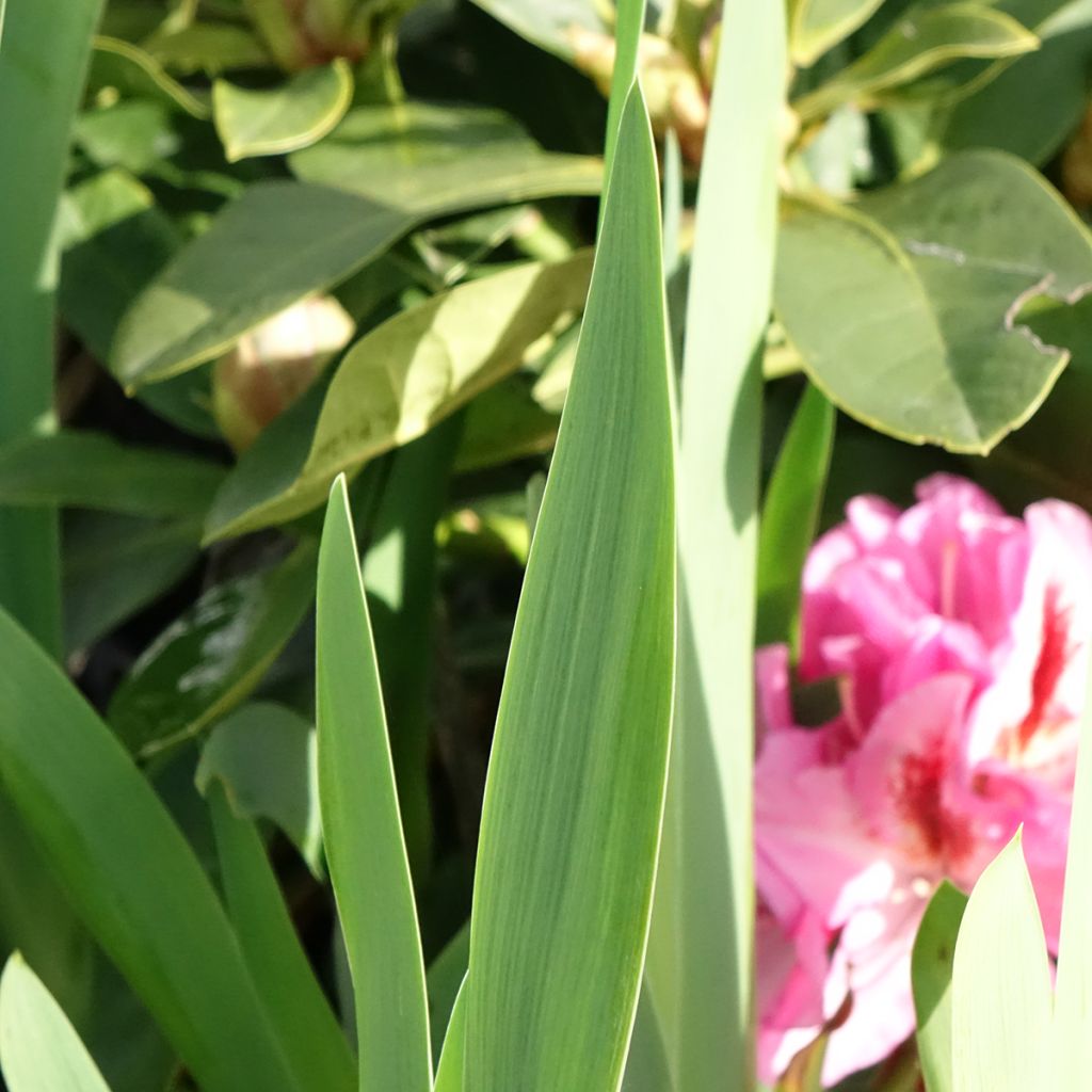 Iris germanica Sharp Dressed Man - Iris des Jardins