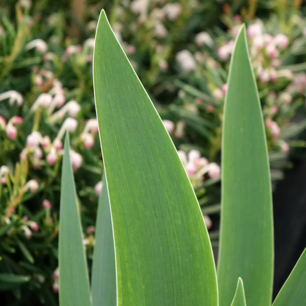 Iris germanica Siva Siva - Iris des Jardins