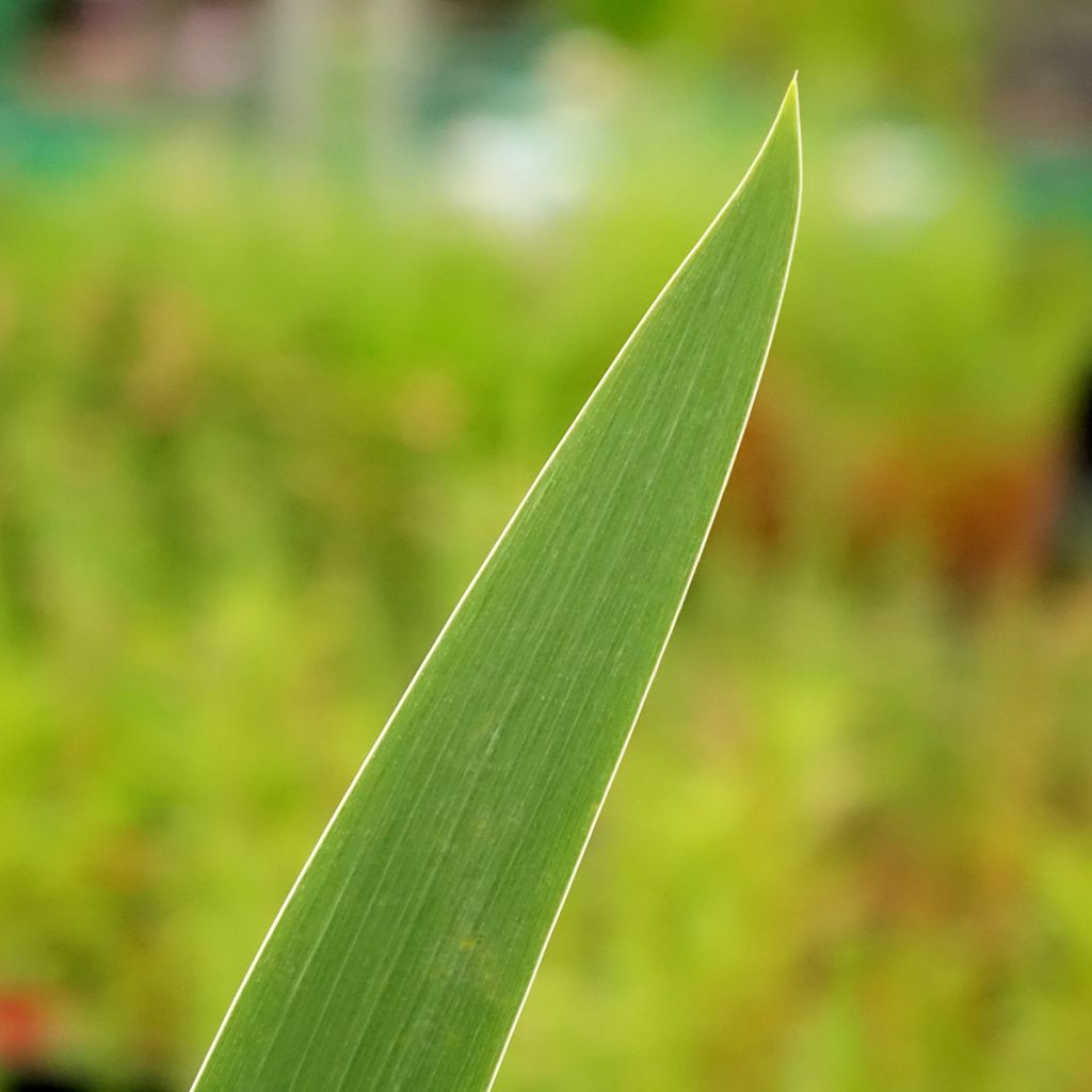 Iris germanica Stepping Out - Iris des Jardins 
