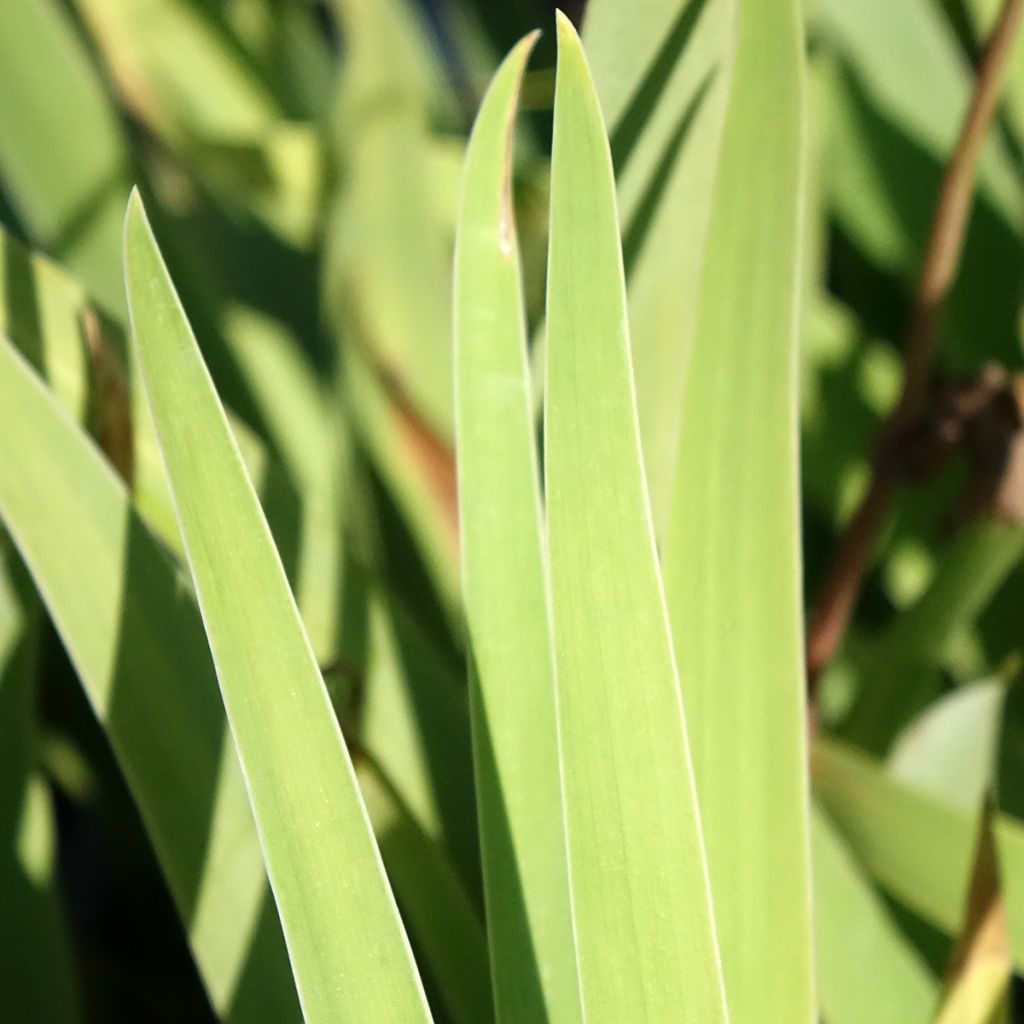 Iris germanica Sur la plage - Iris des Jardins