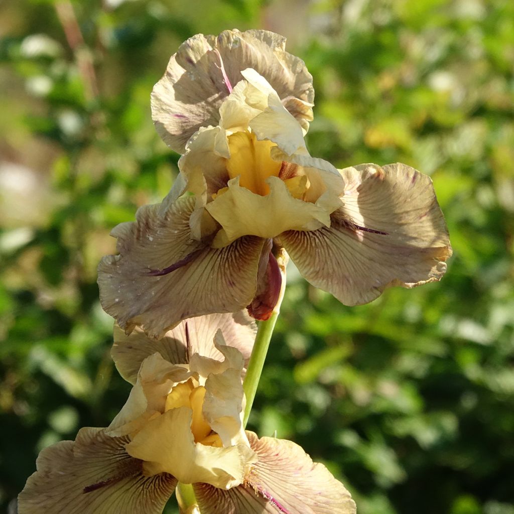 Iris germanica Thornbird