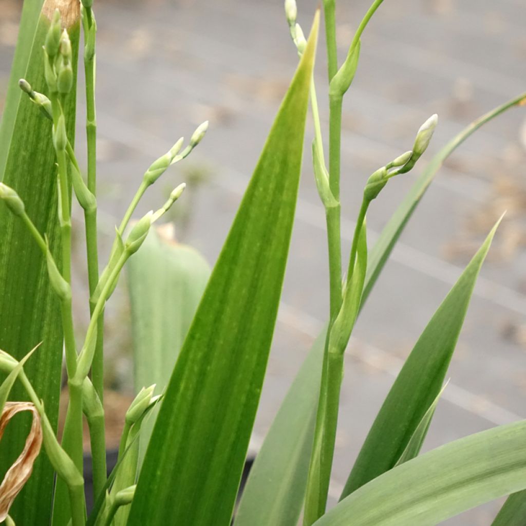 Iris japonica - Iris du Japon 