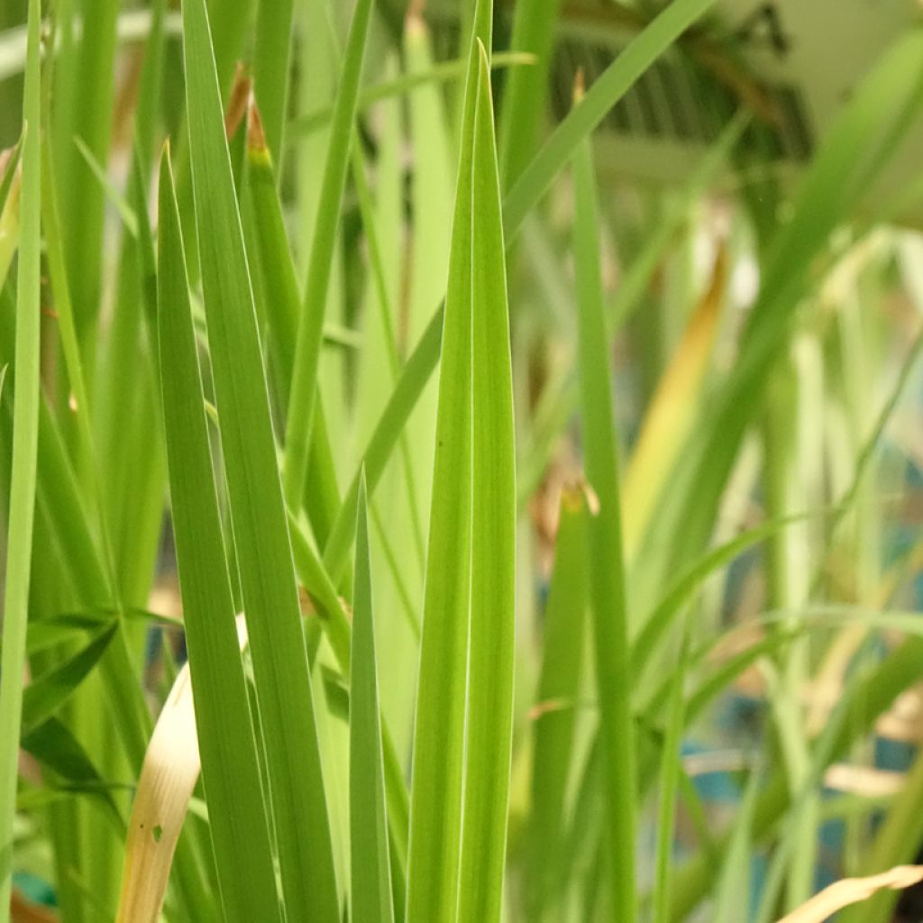Iris laevigata Mottled Beauty - Iris d'eau japonais