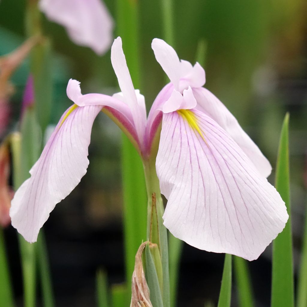 Iris laevigata Rose Queen - Iris d'eau japonais