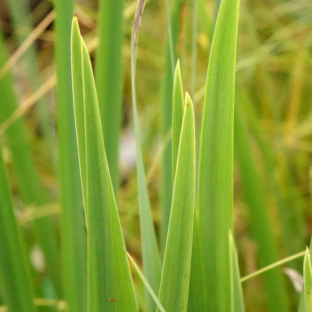 Iris pseudacorus var. bastardii - Iris des marais