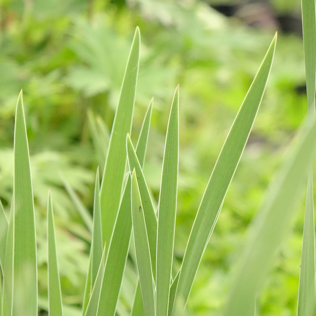Iris pumila Crispy - Iris des Jardins nain ou miniature