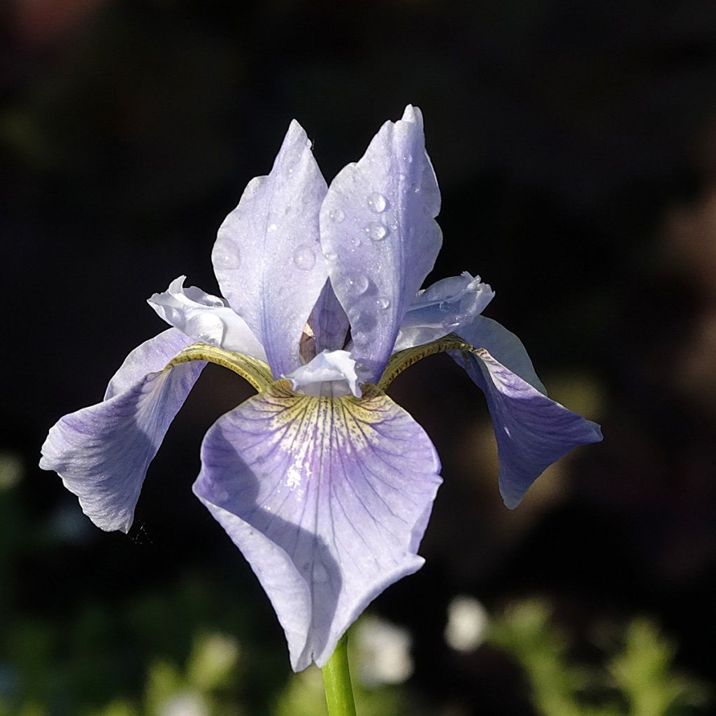 Iris sibirica Perry's Blue - Iris de Sibérie