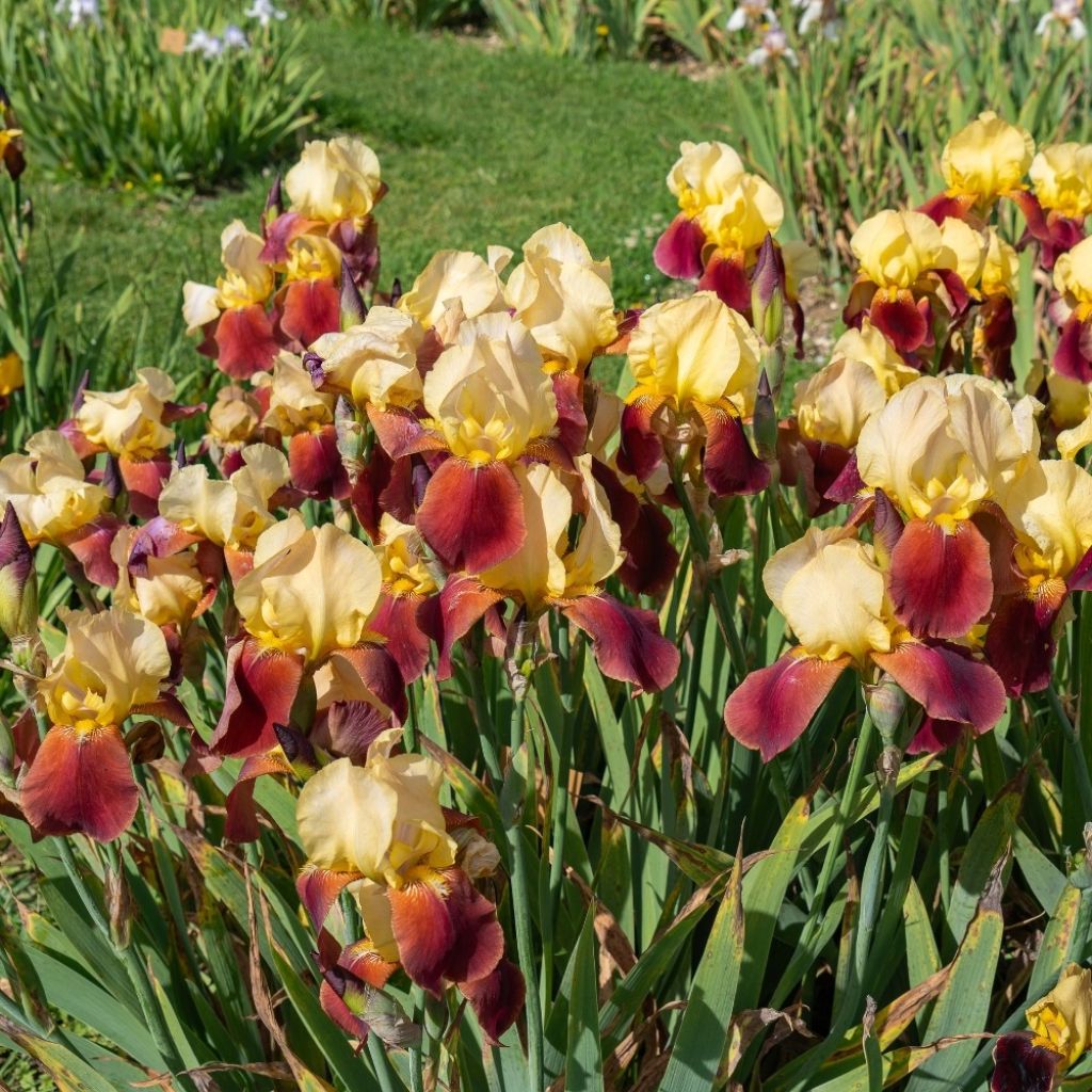 Iris germanica Accent Variegata - Iris des Jardins