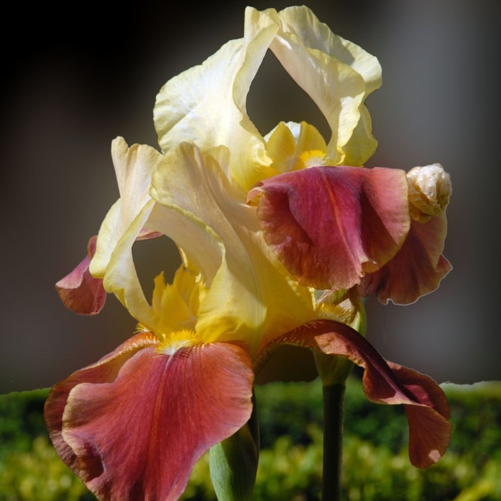 Iris germanica Accent Variegata - Iris des Jardins