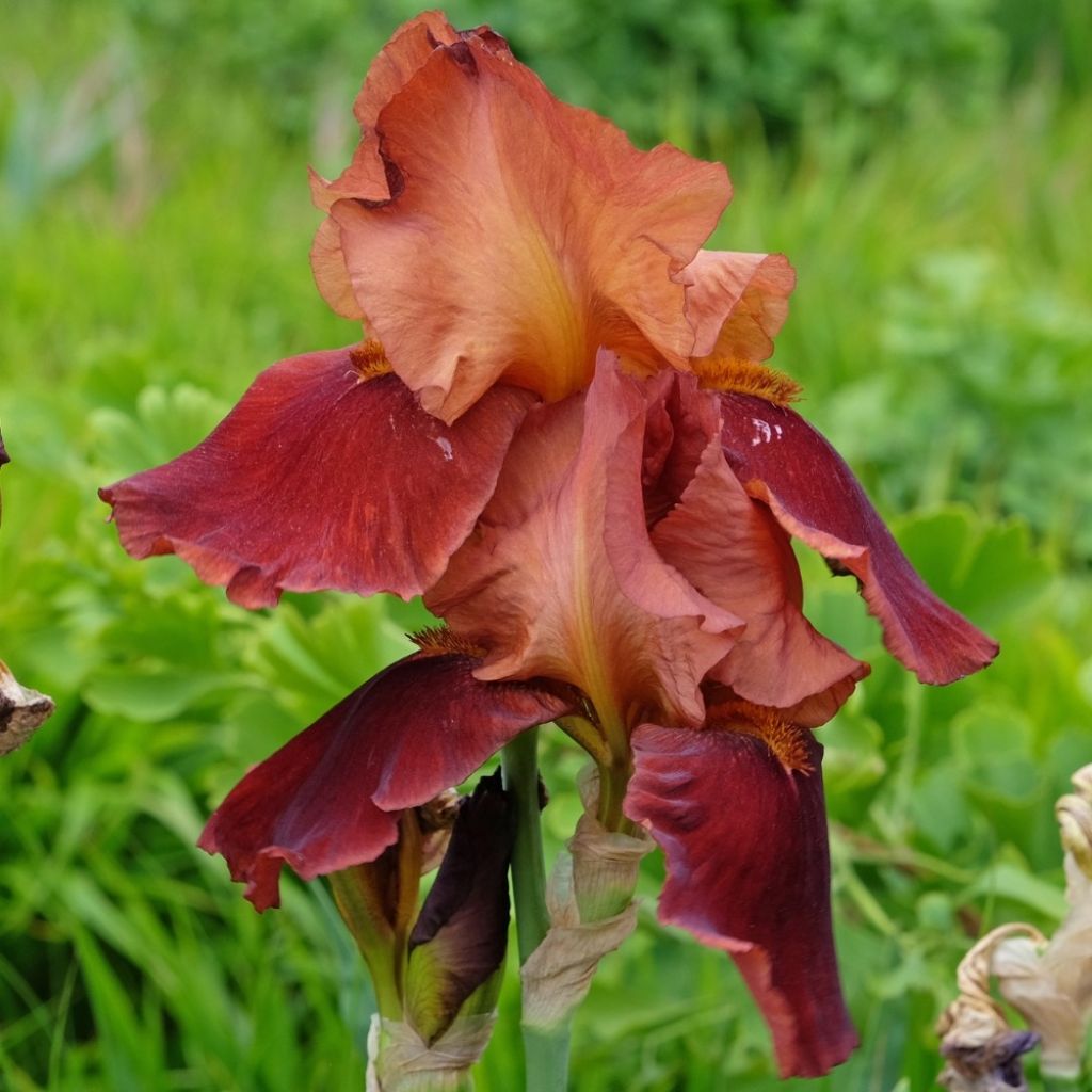 Iris germanica Natchez Trace - Iris des Jardins 