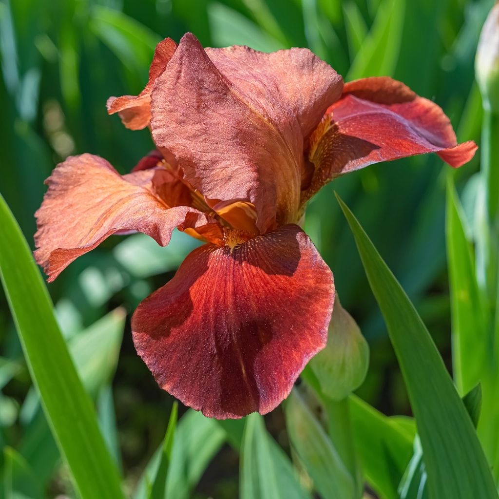 Iris germanica Natchez Trace - Iris des Jardins 