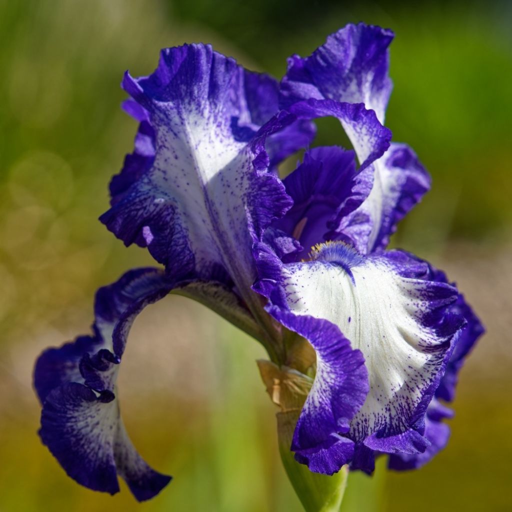 Iris germanica Stepping Out - Iris des Jardins 