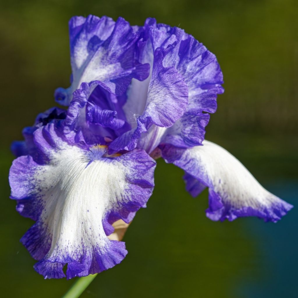 Iris germanica Stepping Out - Iris des Jardins 