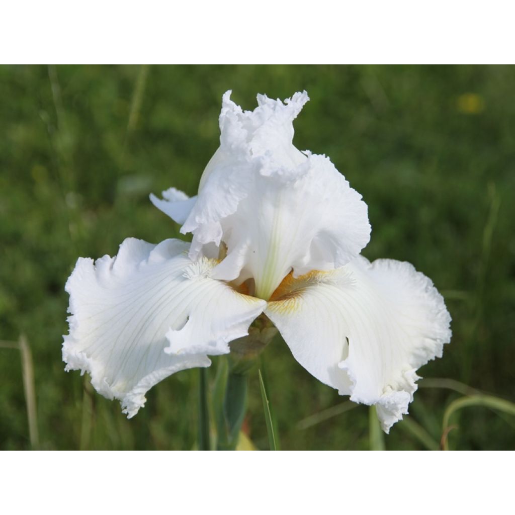 Iris germanica Laced Cotton - Iris des jardins
