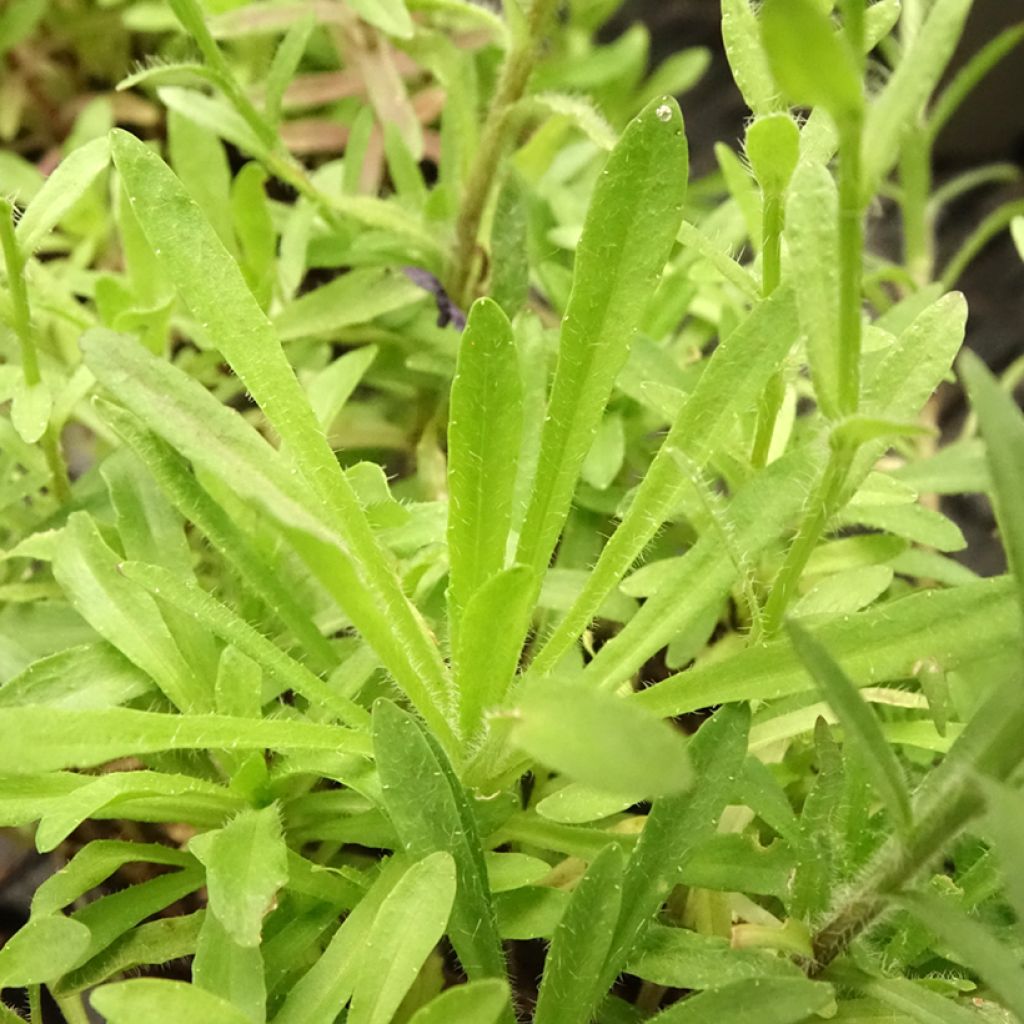 Jasione laevis Blaulicht - Jasione lisse