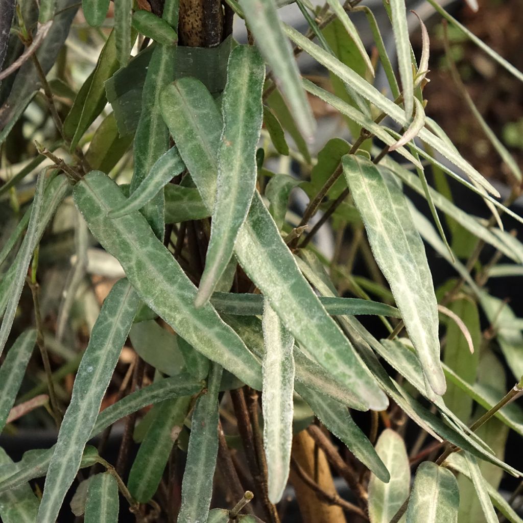 Jasmin étoilé - Trachelospermum jasminoides Waterwheel