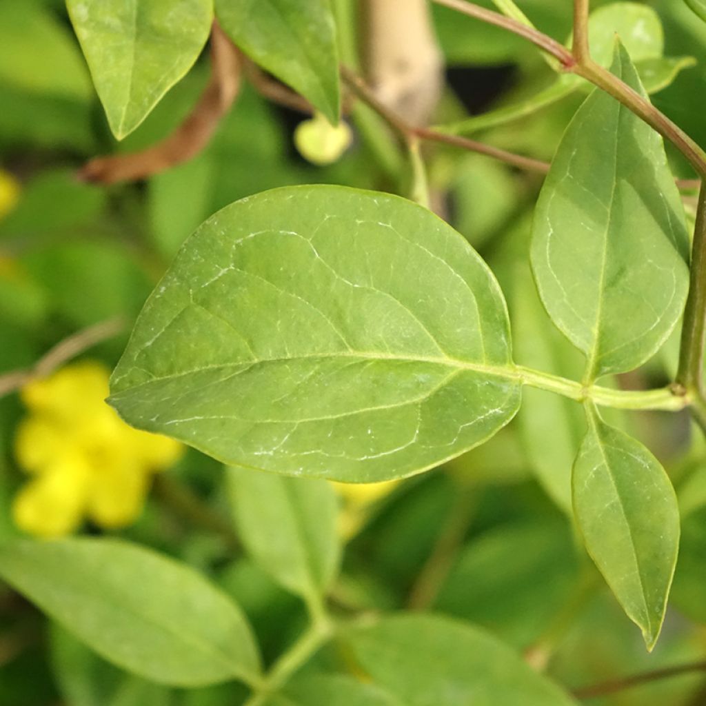 Jasmin - Jasminum humile Revolutum