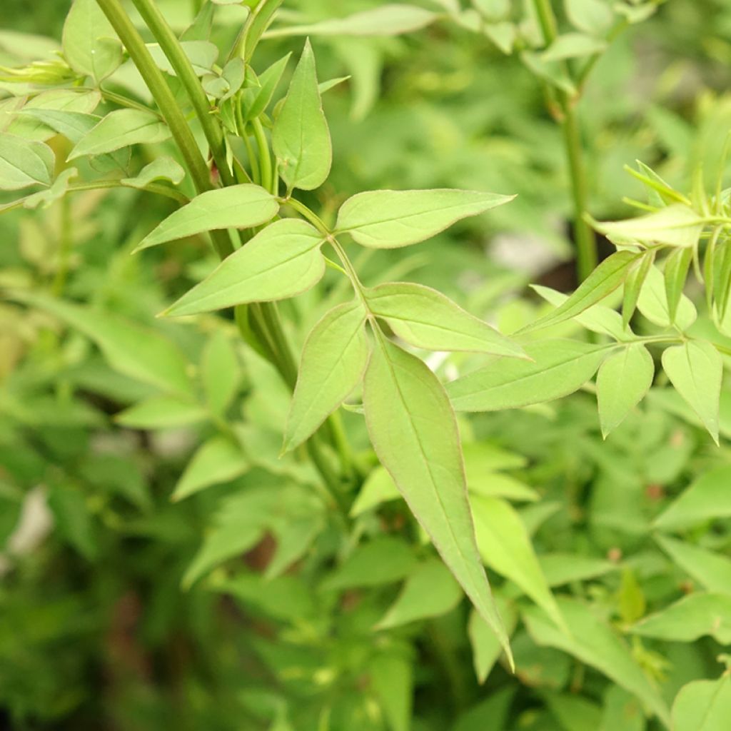 Jasmin officinal - Jasminum officinale Affinis