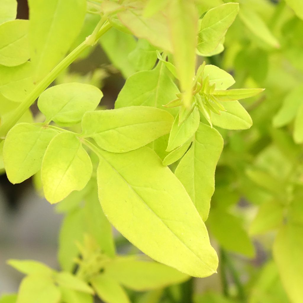 Jasmin officinal - Jasminum officinale Sunbeam