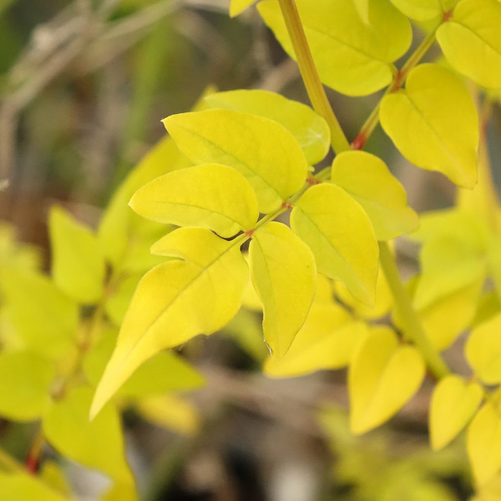 Jasmin officinal - Jasminum officinalis Aureum 